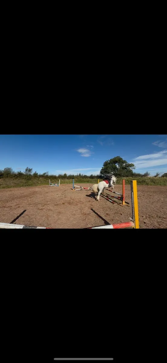 Child’s pony - Image 3