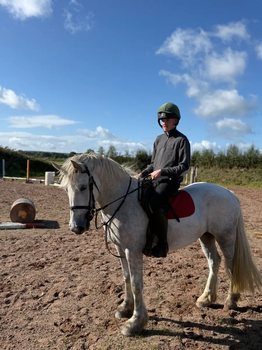 Child’s pony - Image 1