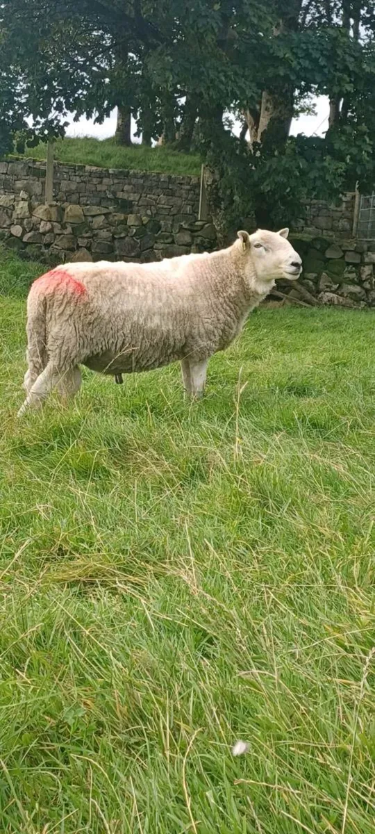 Wicklow Cheviot Ram - Image 1