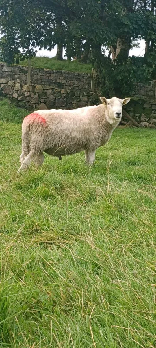 Wicklow Cheviot Ram - Image 2