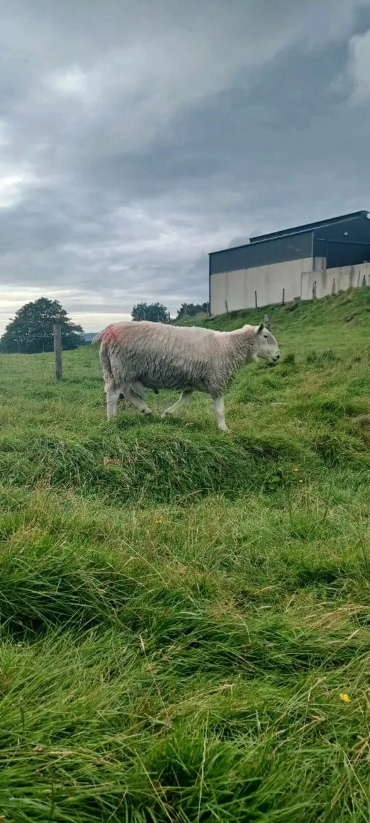 Wicklow Cheviot Ram - Image 3