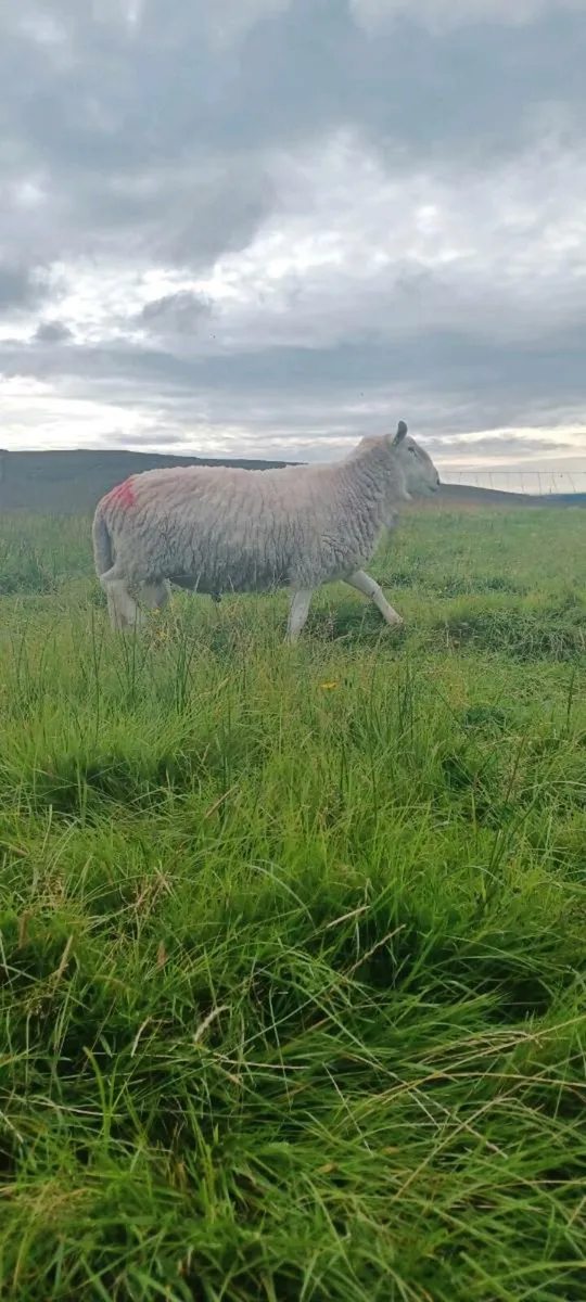 Wicklow Cheviot Ram - Image 4