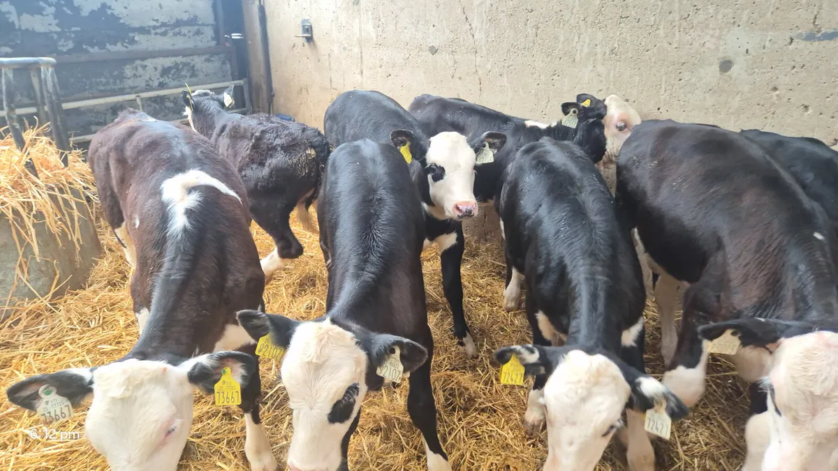 8  Hereford heifers for sale 3-4 Months - Image 3