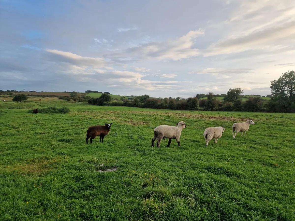 PBR Hampshire Down Ram - Image 2