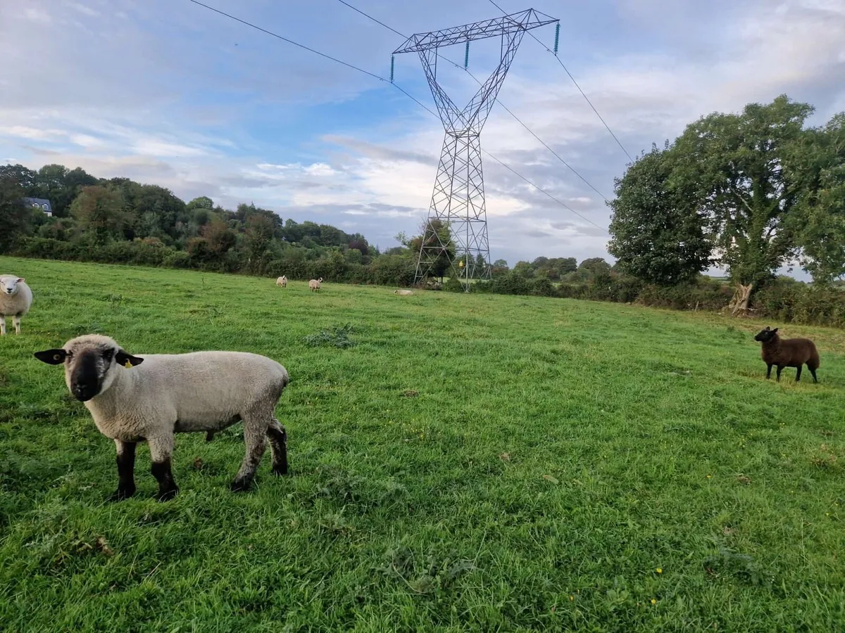 PBR Hampshire Down Ram - Image 1