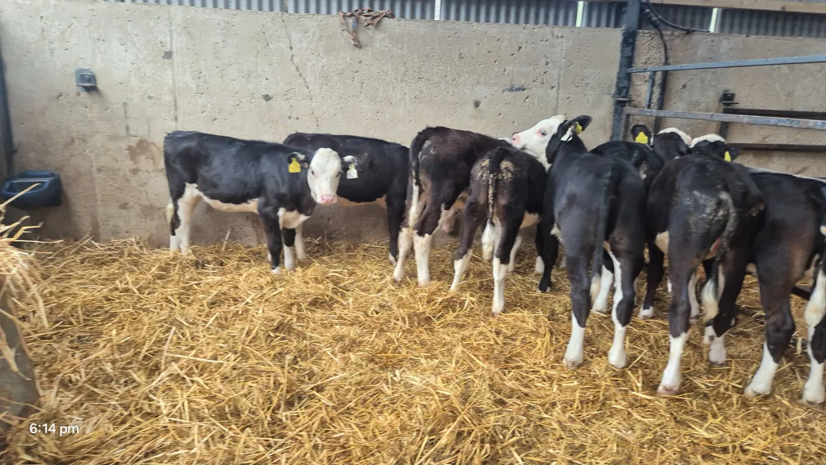 8  Hereford heifers for sale 3-4 Months - Image 2