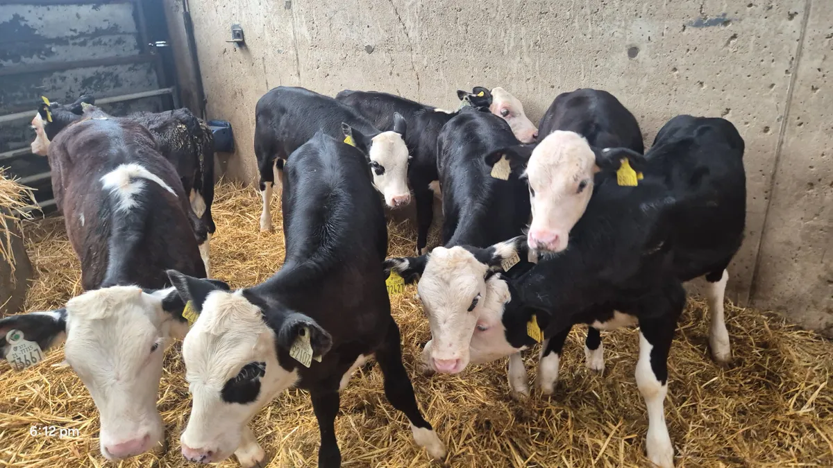 8  Hereford heifers for sale 3-4 Months - Image 4