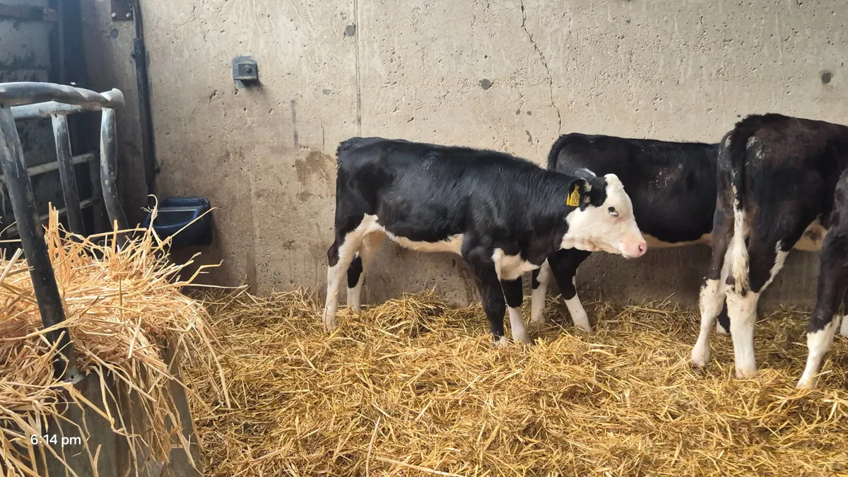 8  Hereford heifers for sale 3-4 Months - Image 1