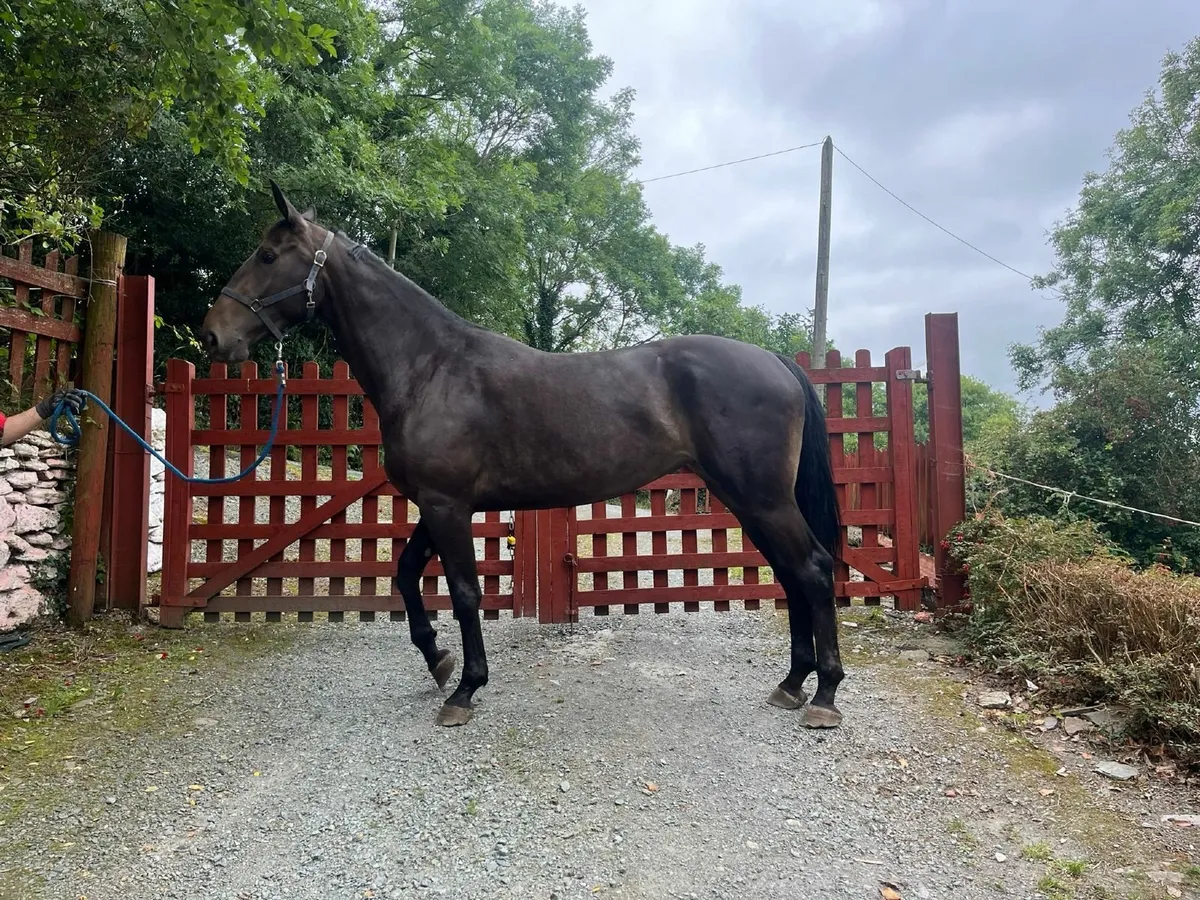 4 yo 16.3 mare - Image 3