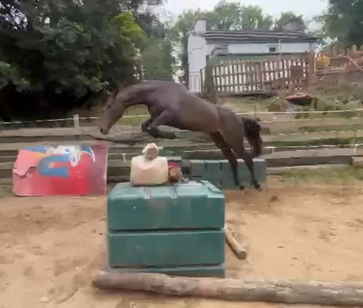 4 yo 16.3 mare - Image 4