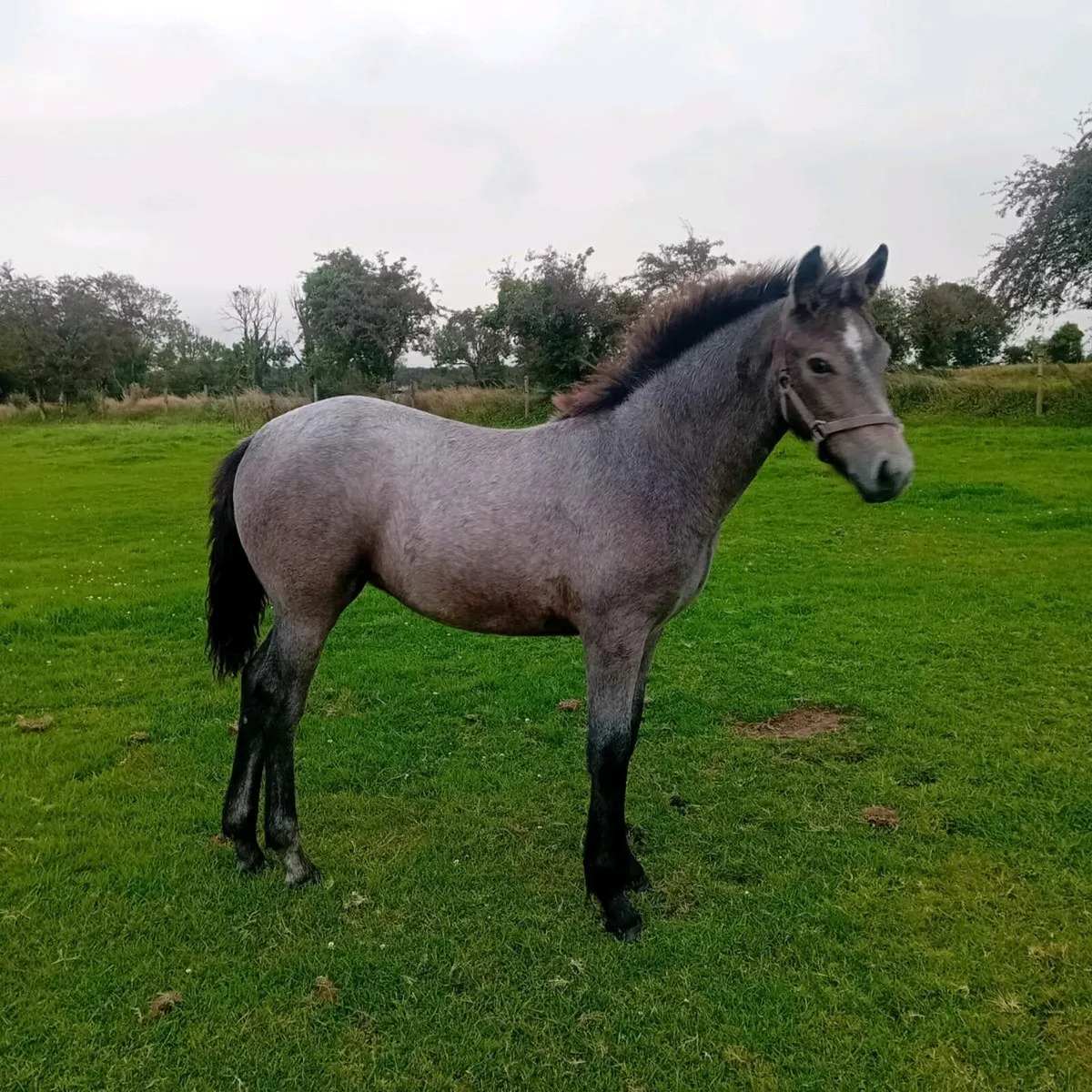 Connemara Filly Foal - Image 2