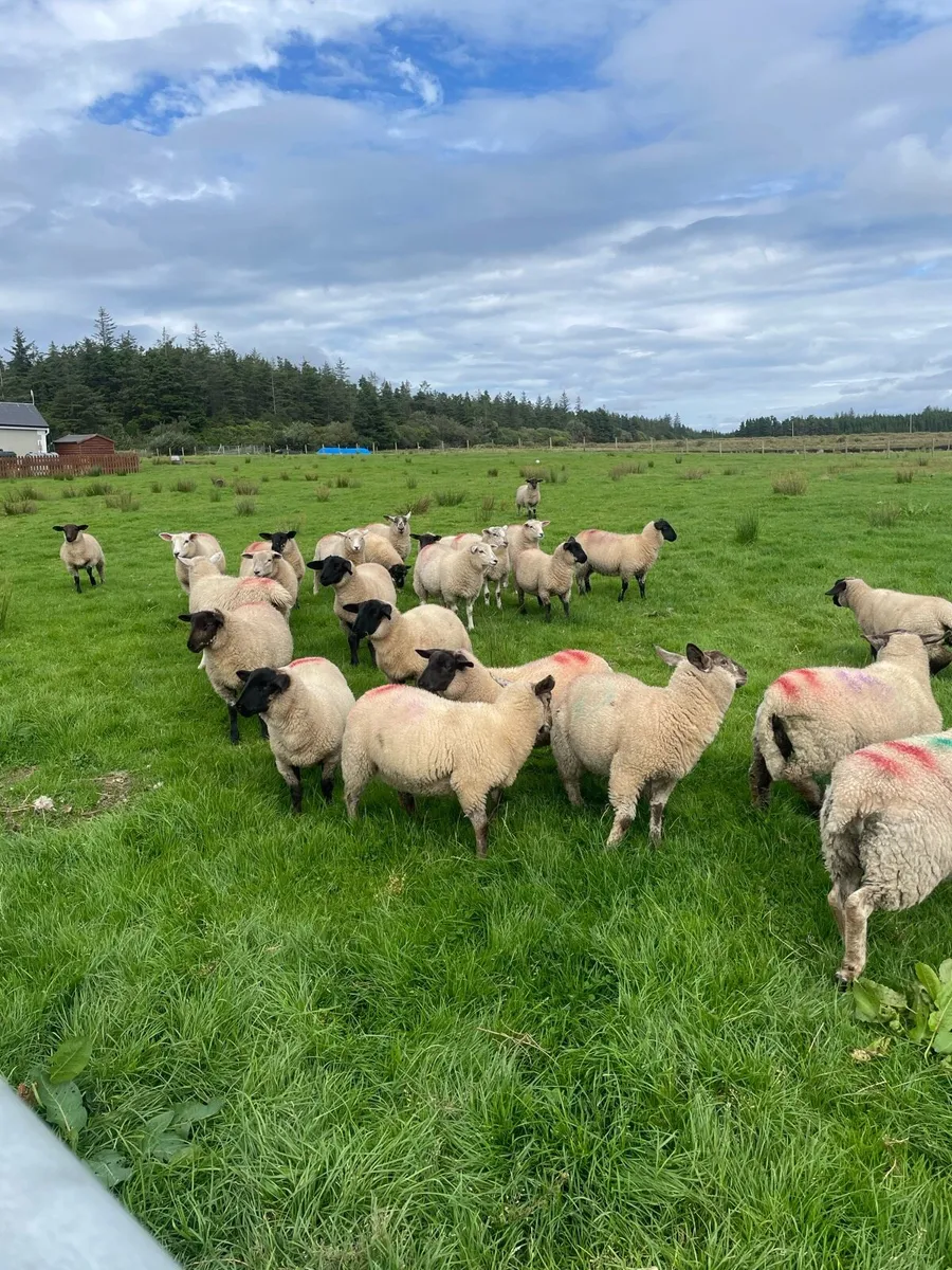 Suffolk Charollais X Ewe Lambs - Image 1