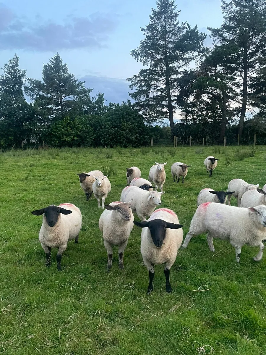 Suffolk Charollais X Ewe Lambs - Image 2