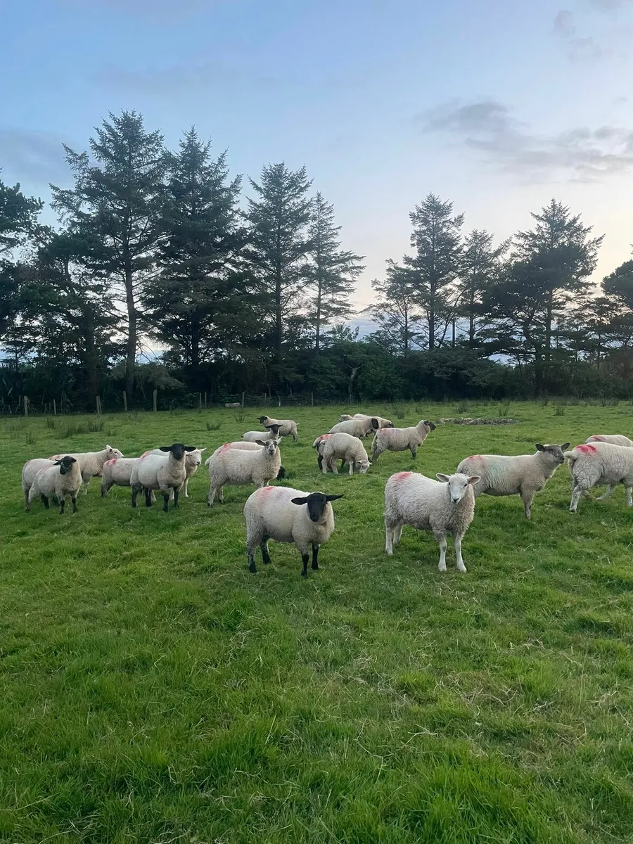 Suffolk Charollais X Ewe Lambs - Image 3