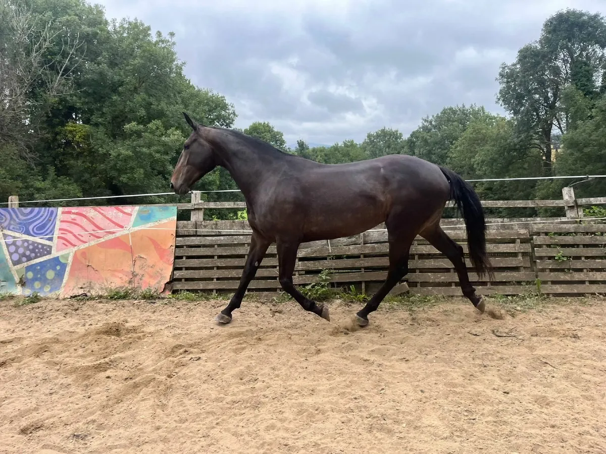 4 yo 16.3 mare - Image 1