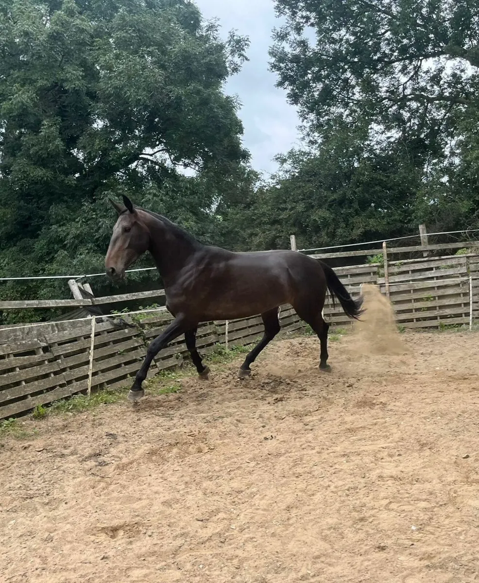 4 yo 16.3 mare - Image 2