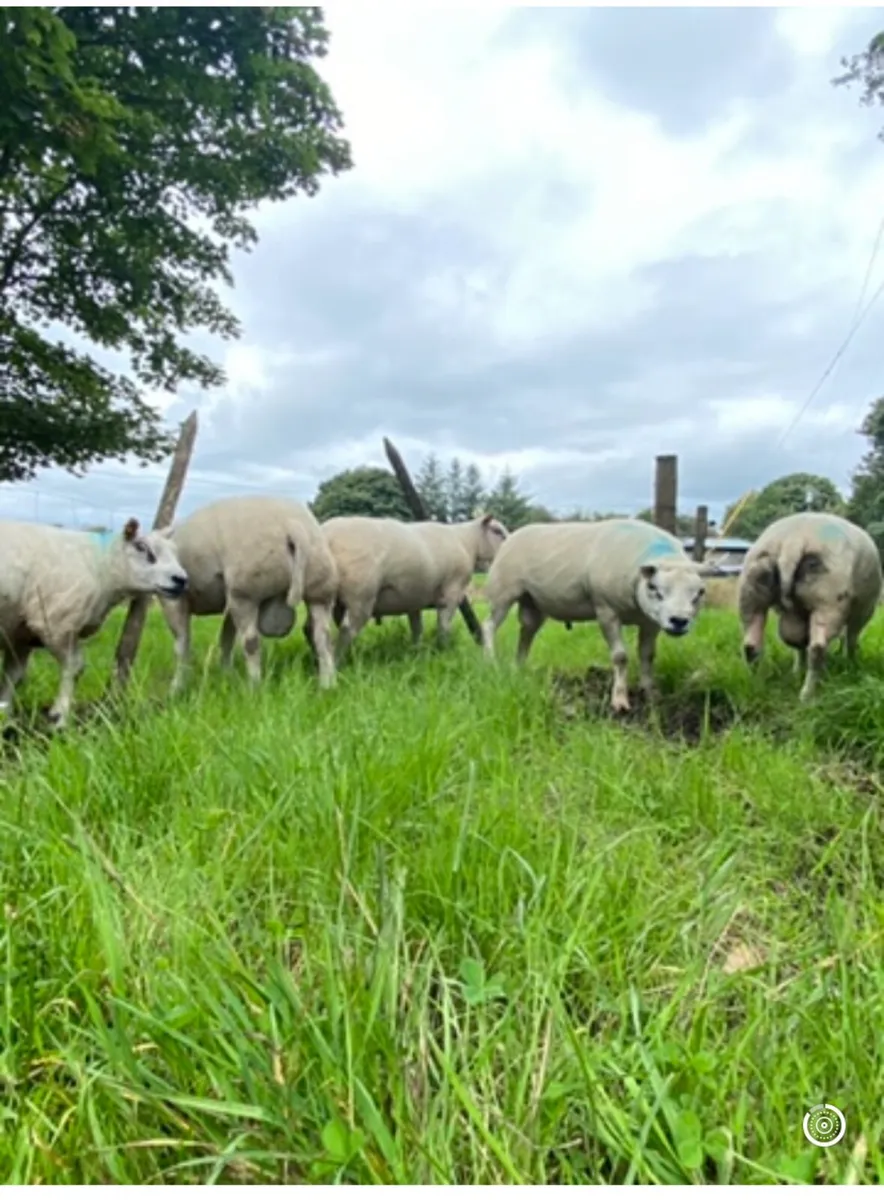 Beltex hoggot rams - Image 2