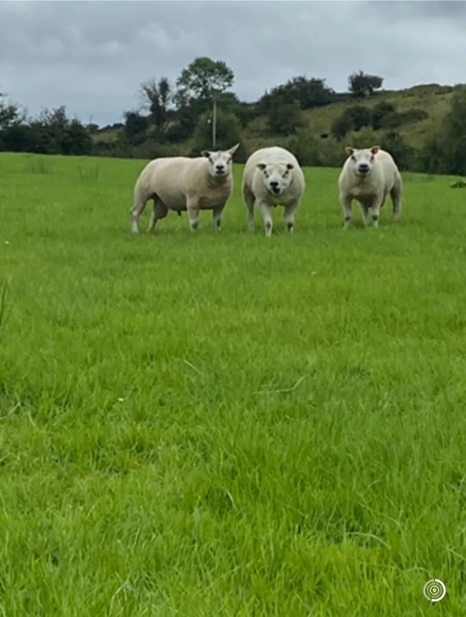 Beltex hoggot rams - Image 3