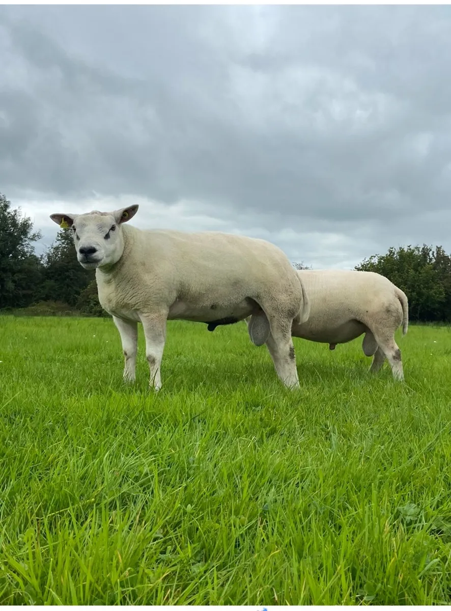 Beltex hoggot rams - Image 1