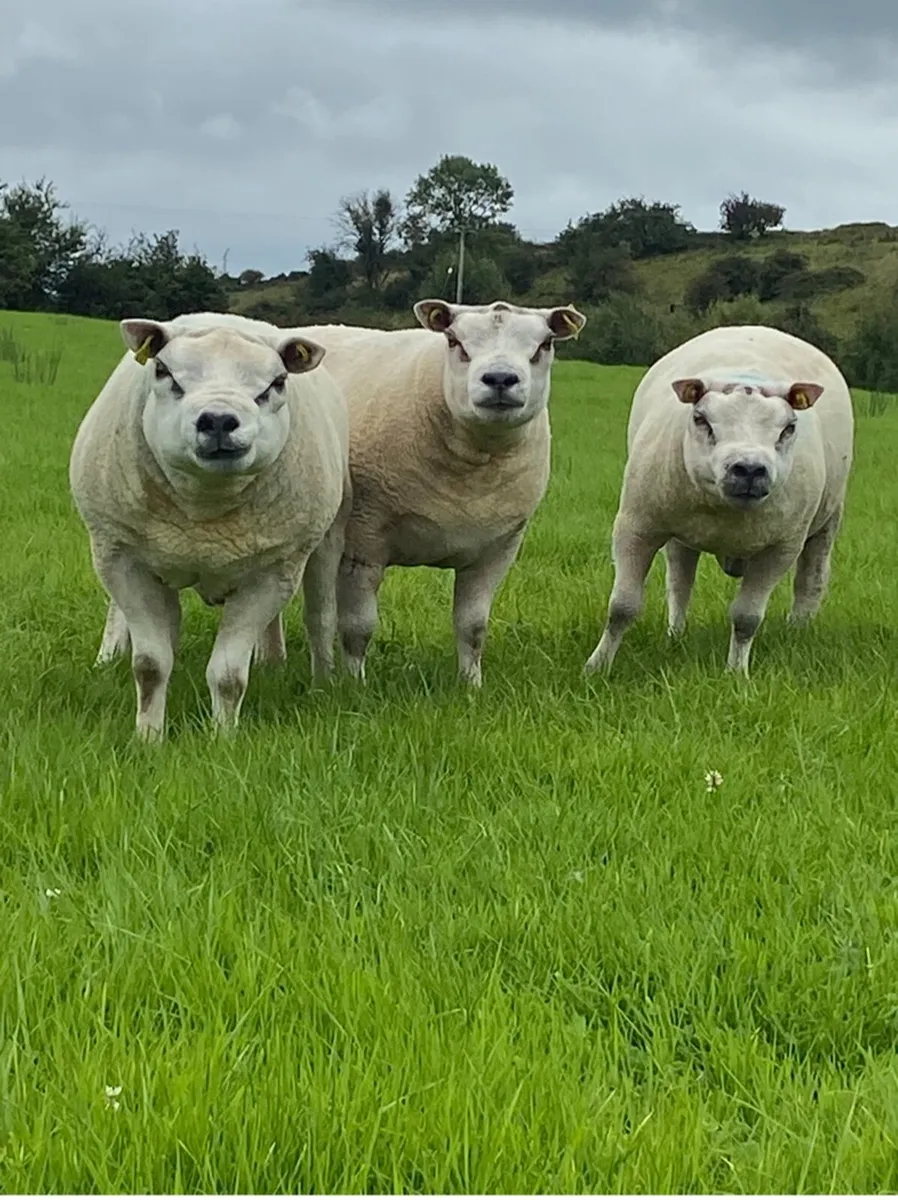 Beltex hoggot rams - Image 4