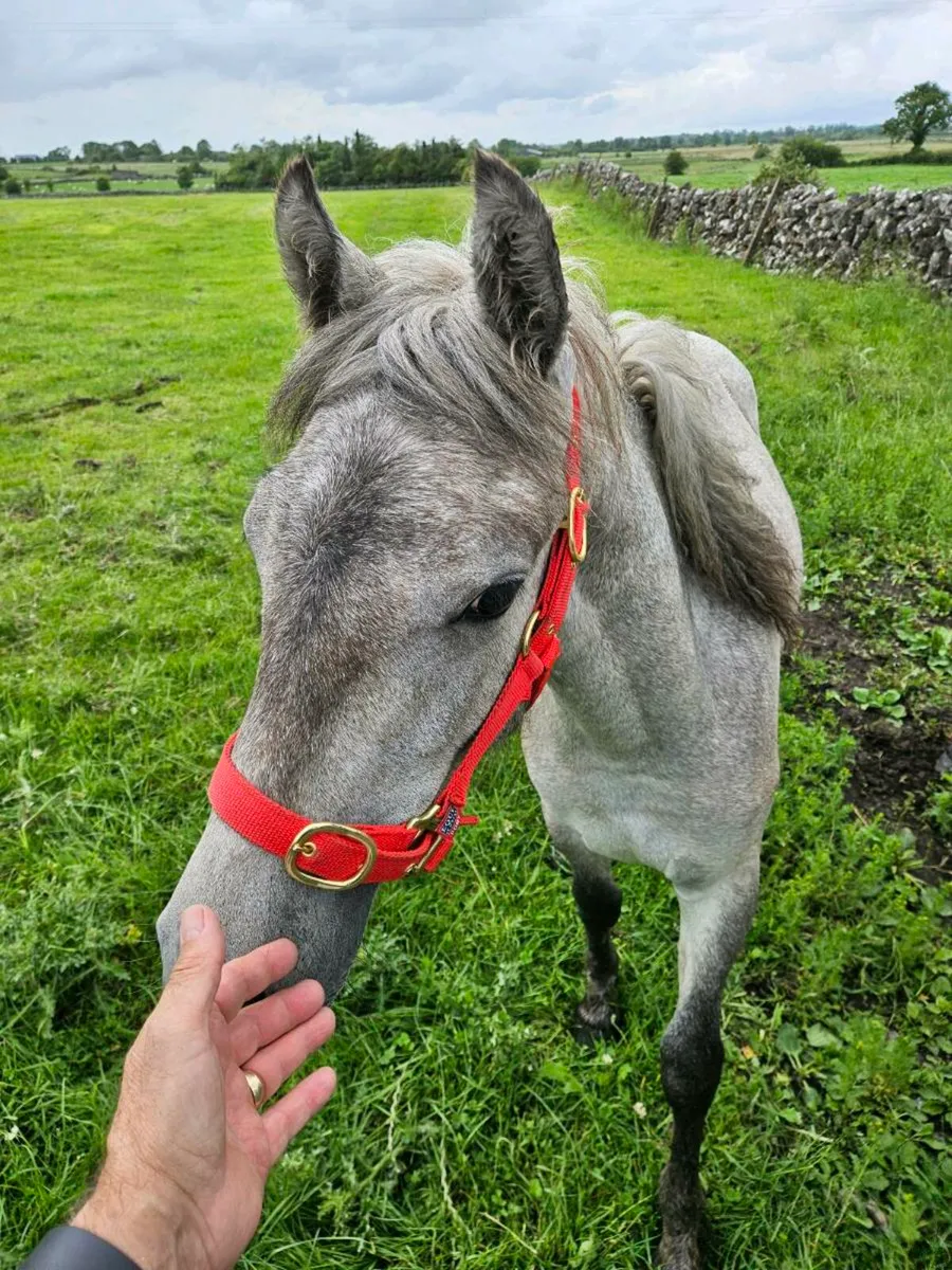 Pony - Image 1