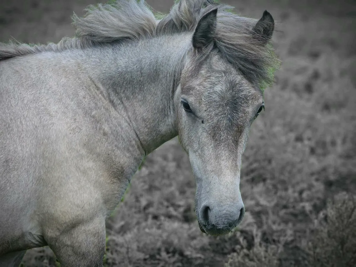 Pony - Image 2