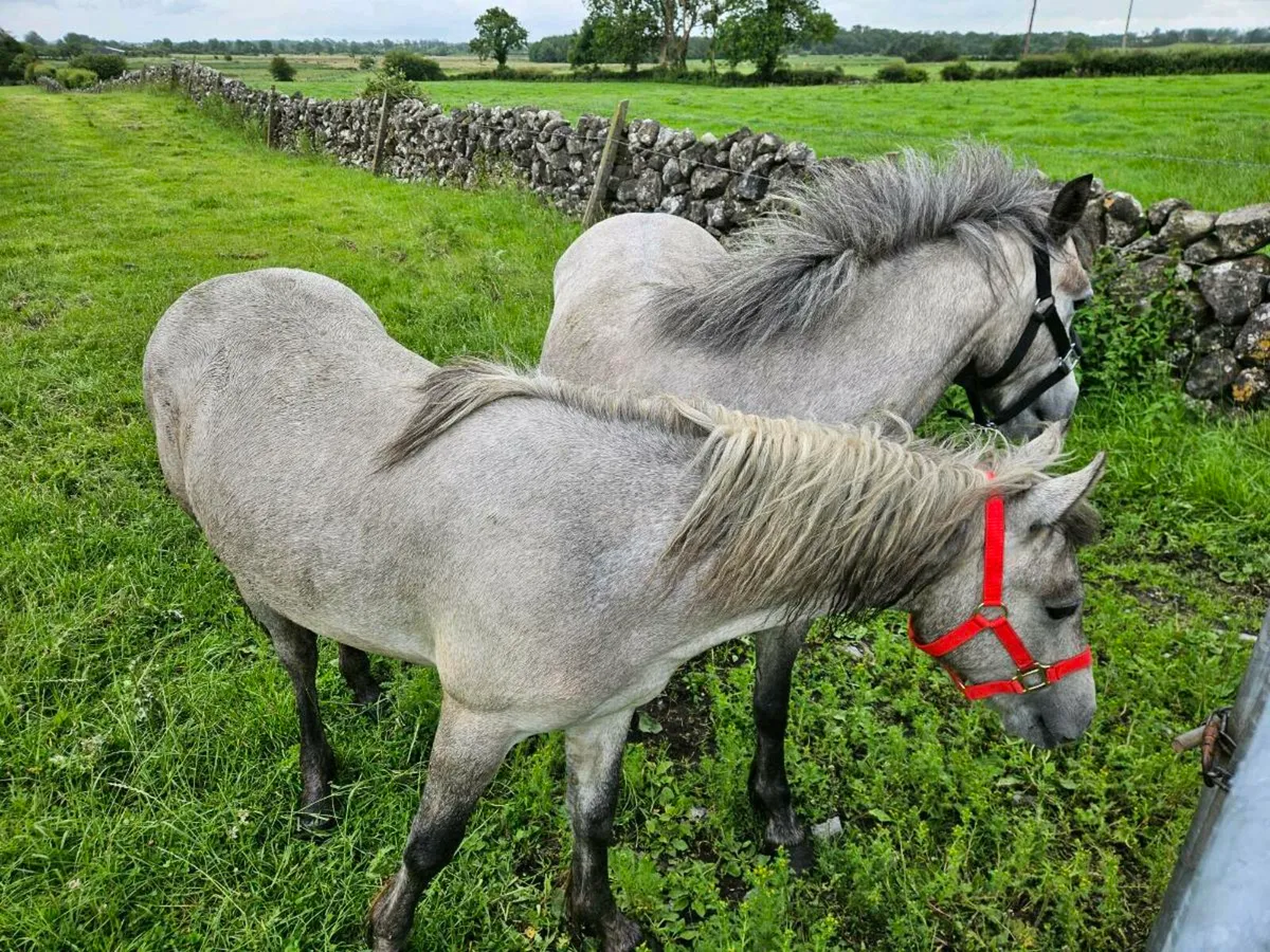 Pony - Image 3