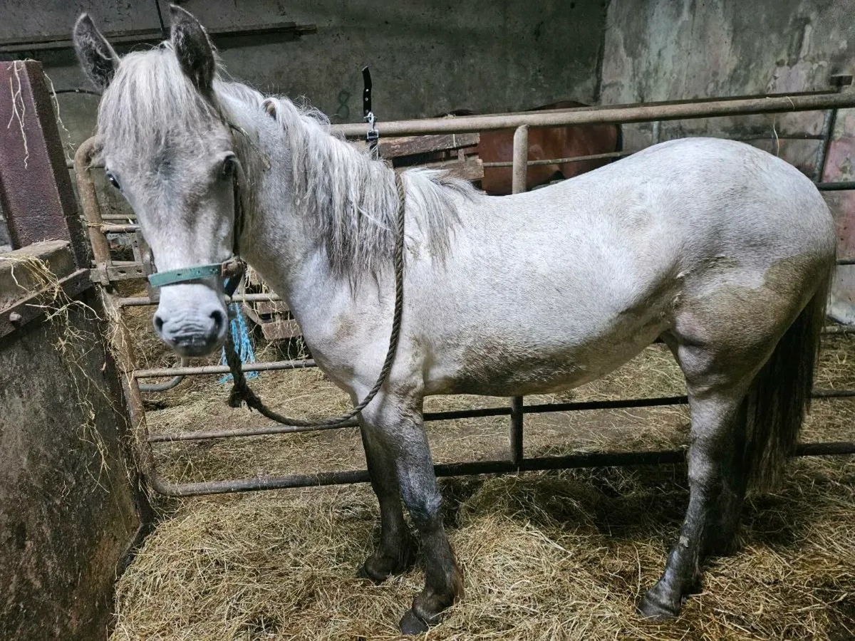 Pony - Image 4