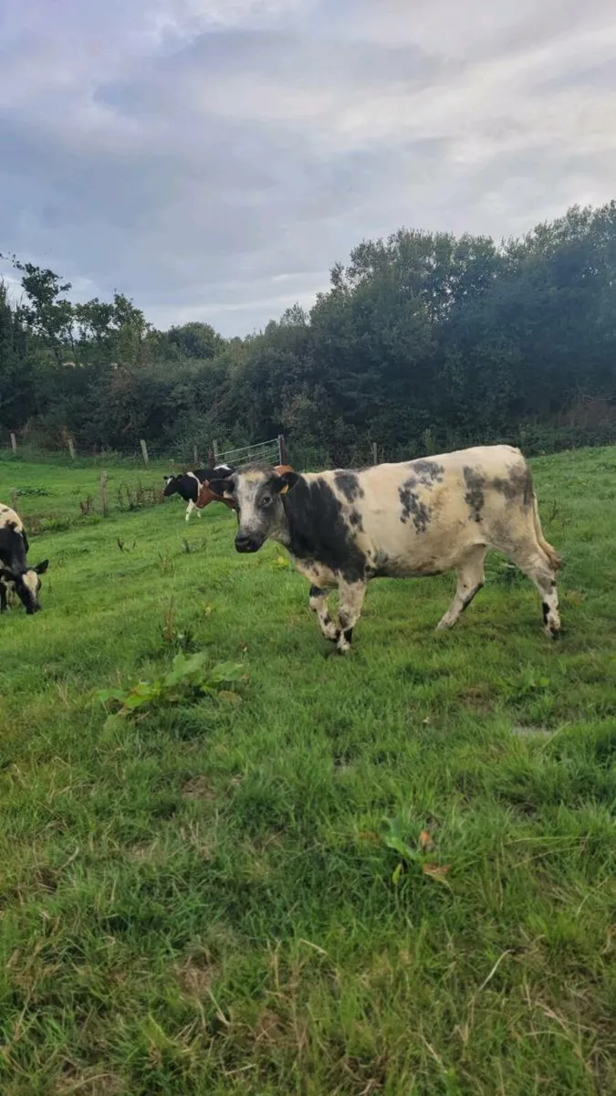 Hereford and bb heifers - Image 1