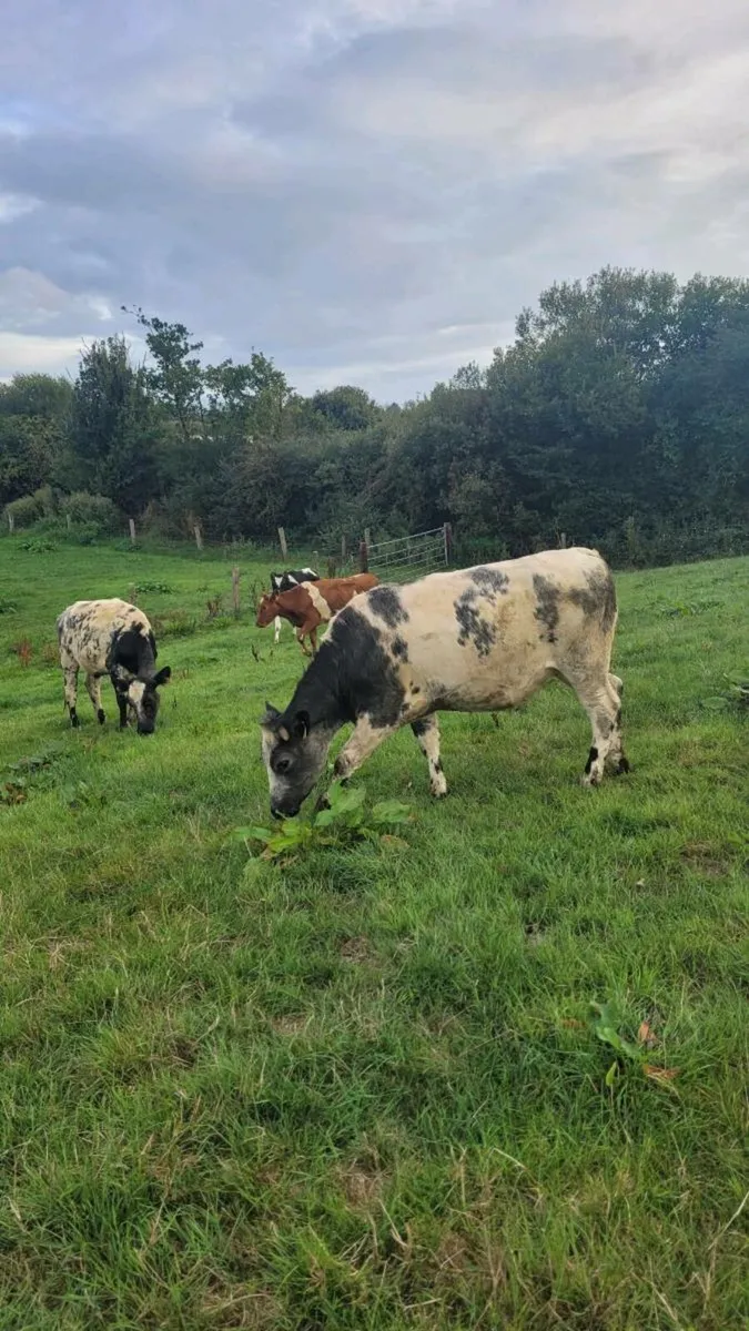 Hereford and bb heifers - Image 2