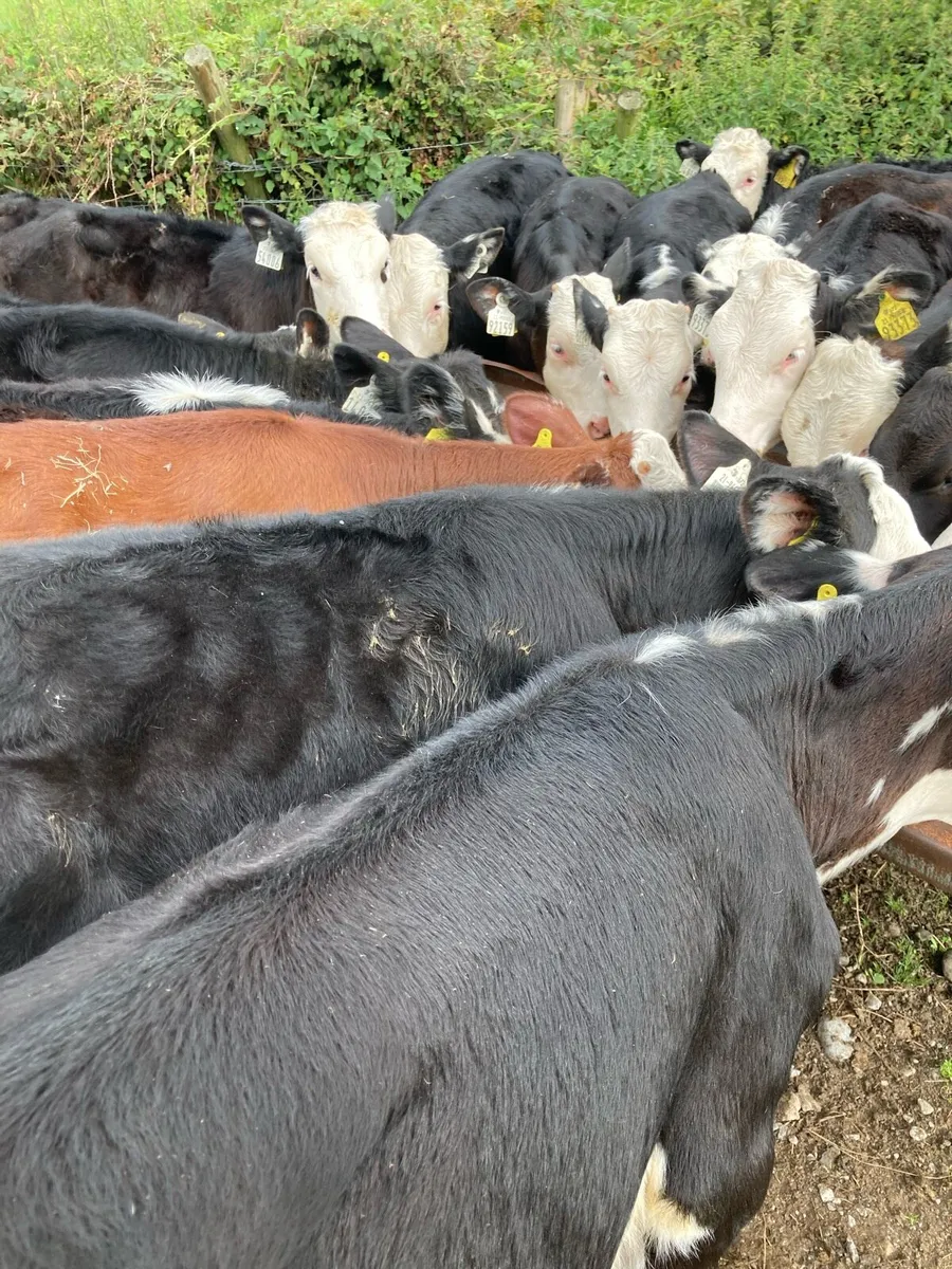 SUPER QUALITY HEX WEANLINGS - Image 1