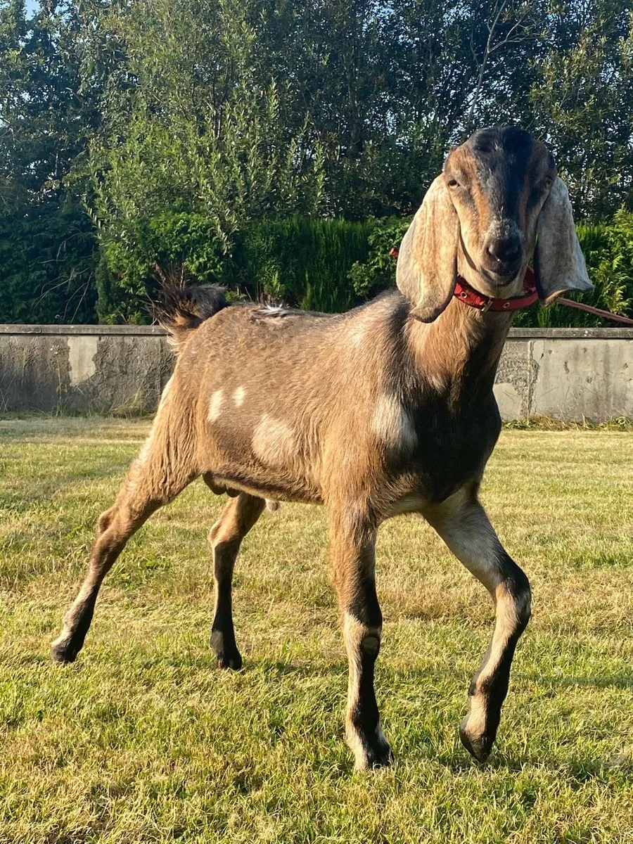 Show class Bucks for stud - Image 1