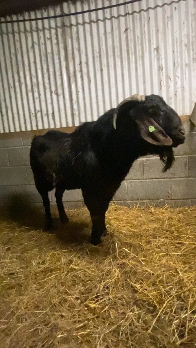 Show class Bucks for stud - Image 4