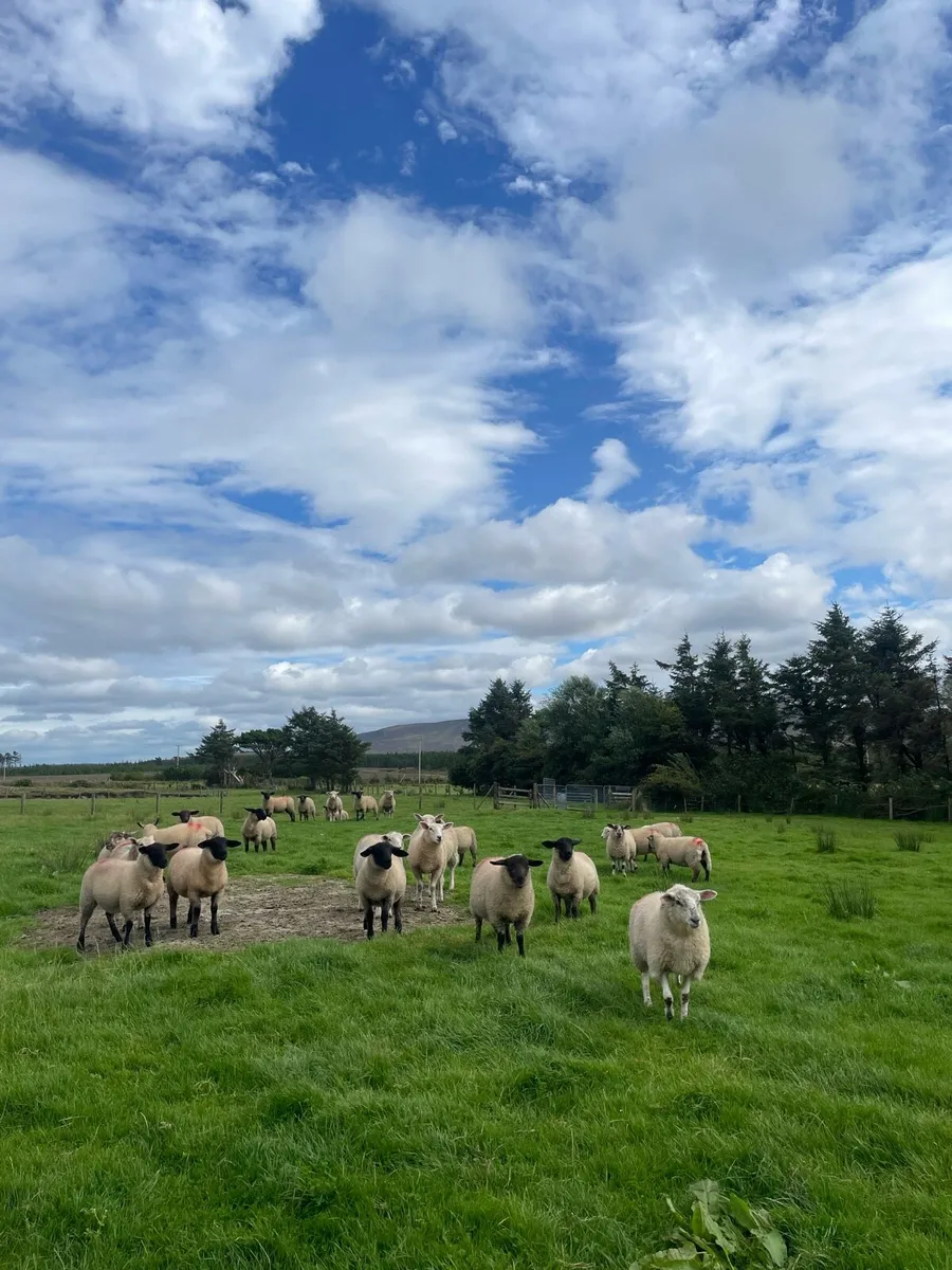Suffolk Charollais X Ewe Lambs - Image 4