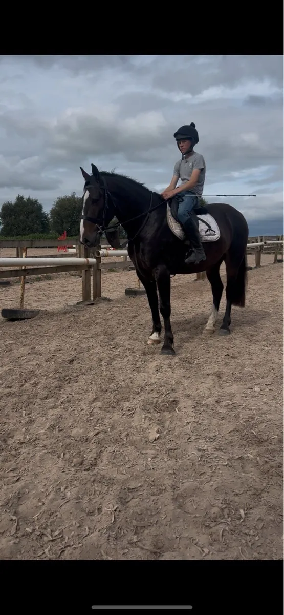🍀Super 15.2 4yr old ID X COB Gelding🍀 - Image 1