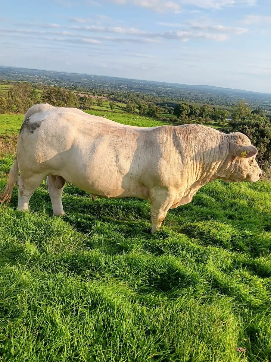 💥💥Charolais Bull- Fiston💥💥 - Image 1