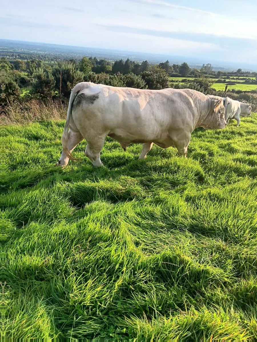 💥💥Charolais Bull- Fiston💥💥 - Image 2