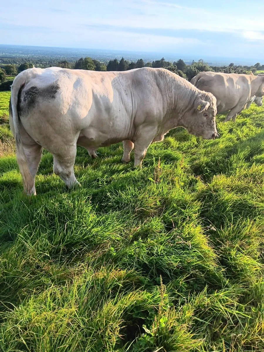 💥💥Charolais Bull- Fiston💥💥 - Image 3
