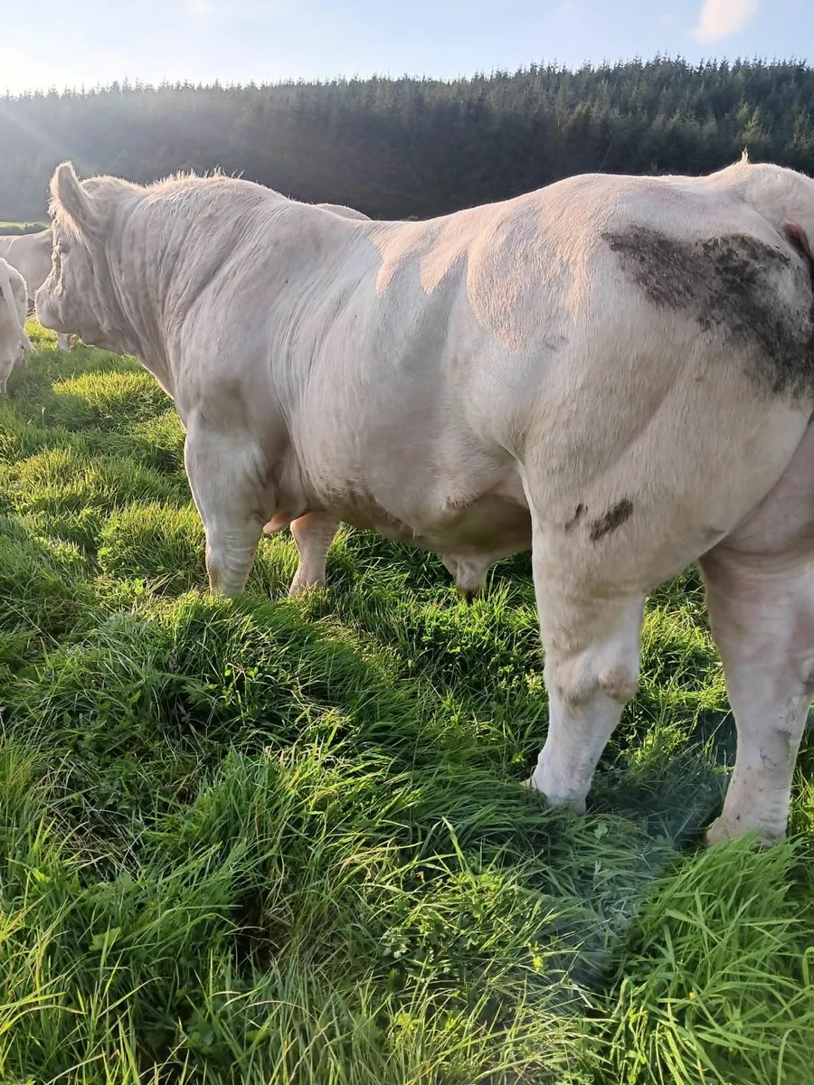 💥💥Charolais Bull- Fiston💥💥 - Image 4