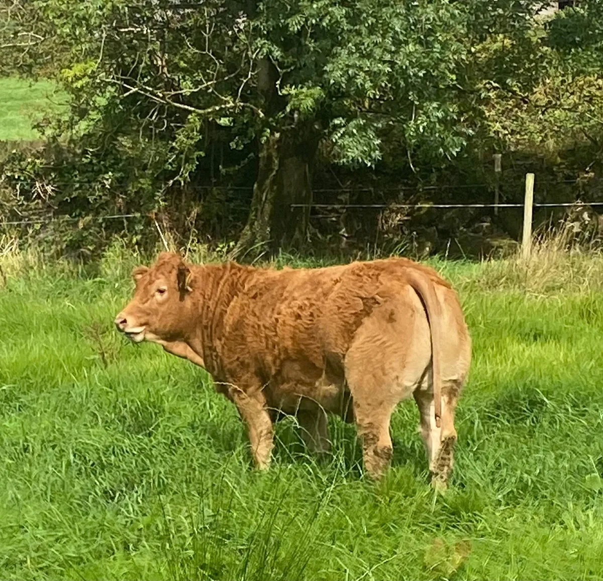 Pedigree Limousin Heifers - Image 4