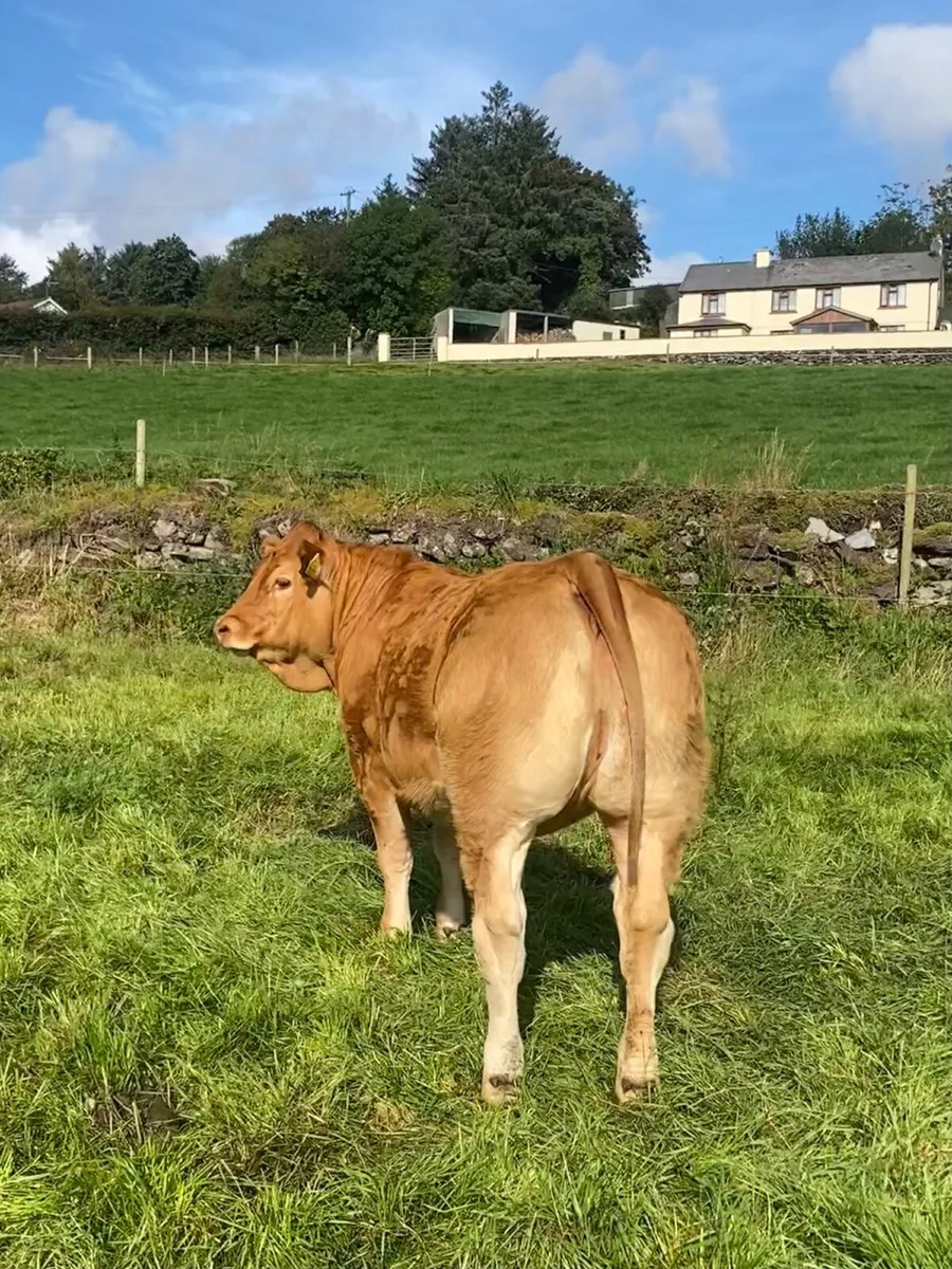 Pedigree Limousin Heifers - Image 3