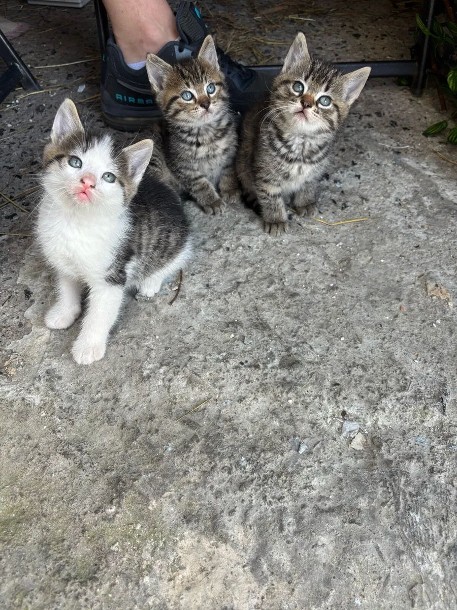 Lovely Kittens - Image 2