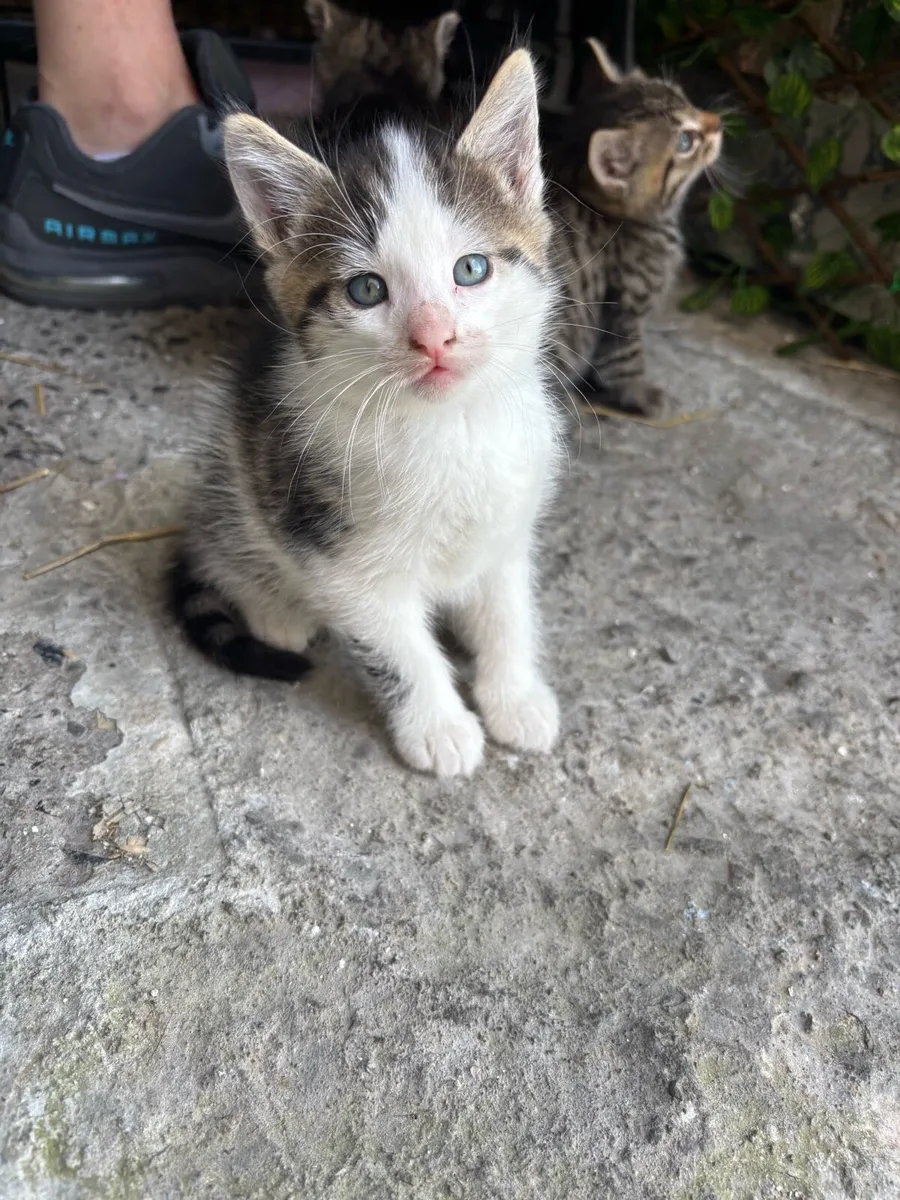 Lovely Kittens - Image 3