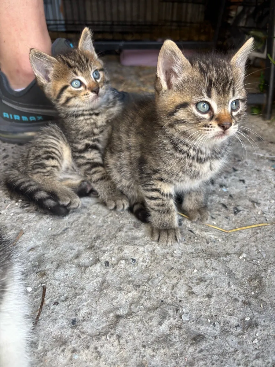 Lovely Kittens - Image 4