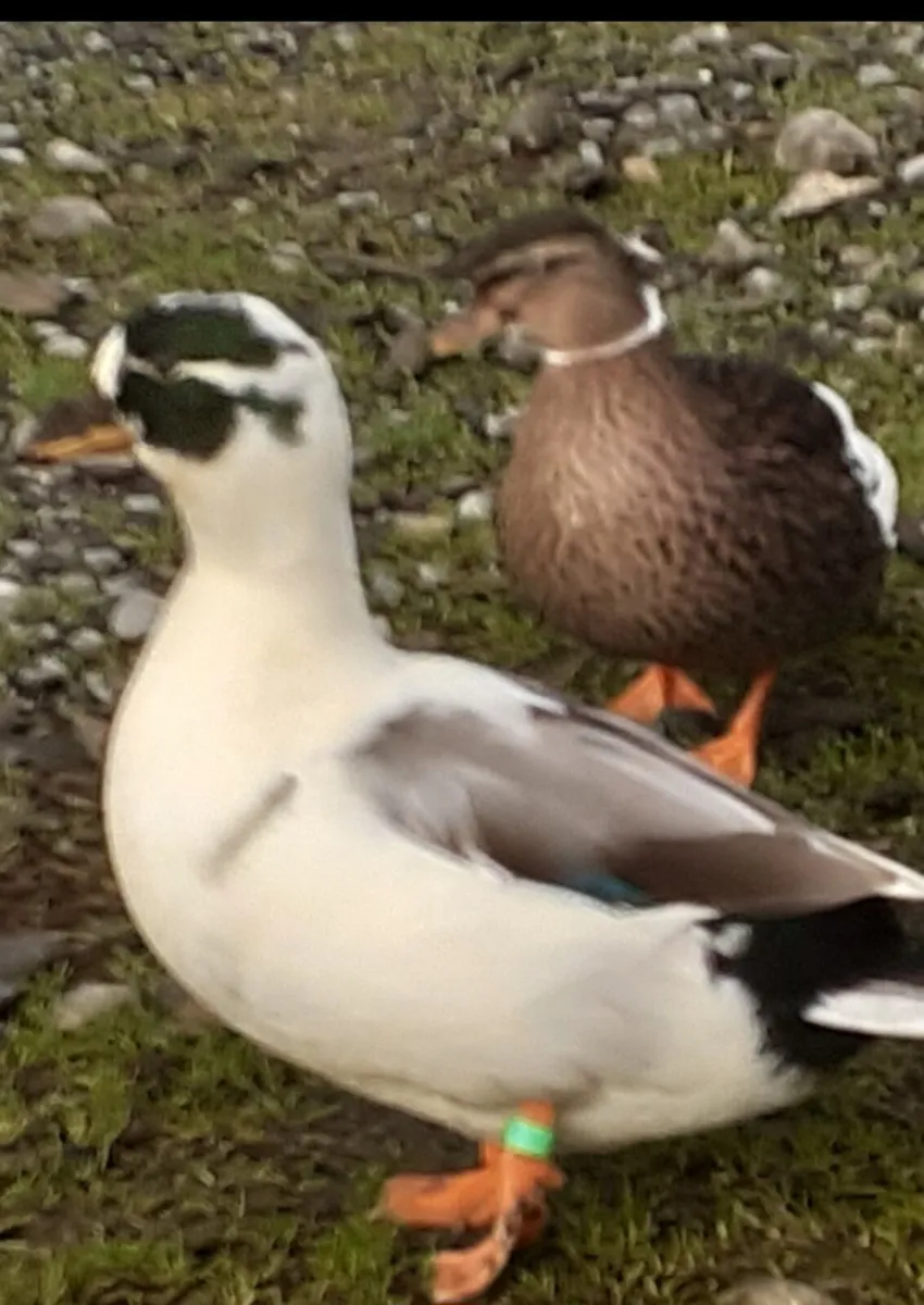 German pied call drake