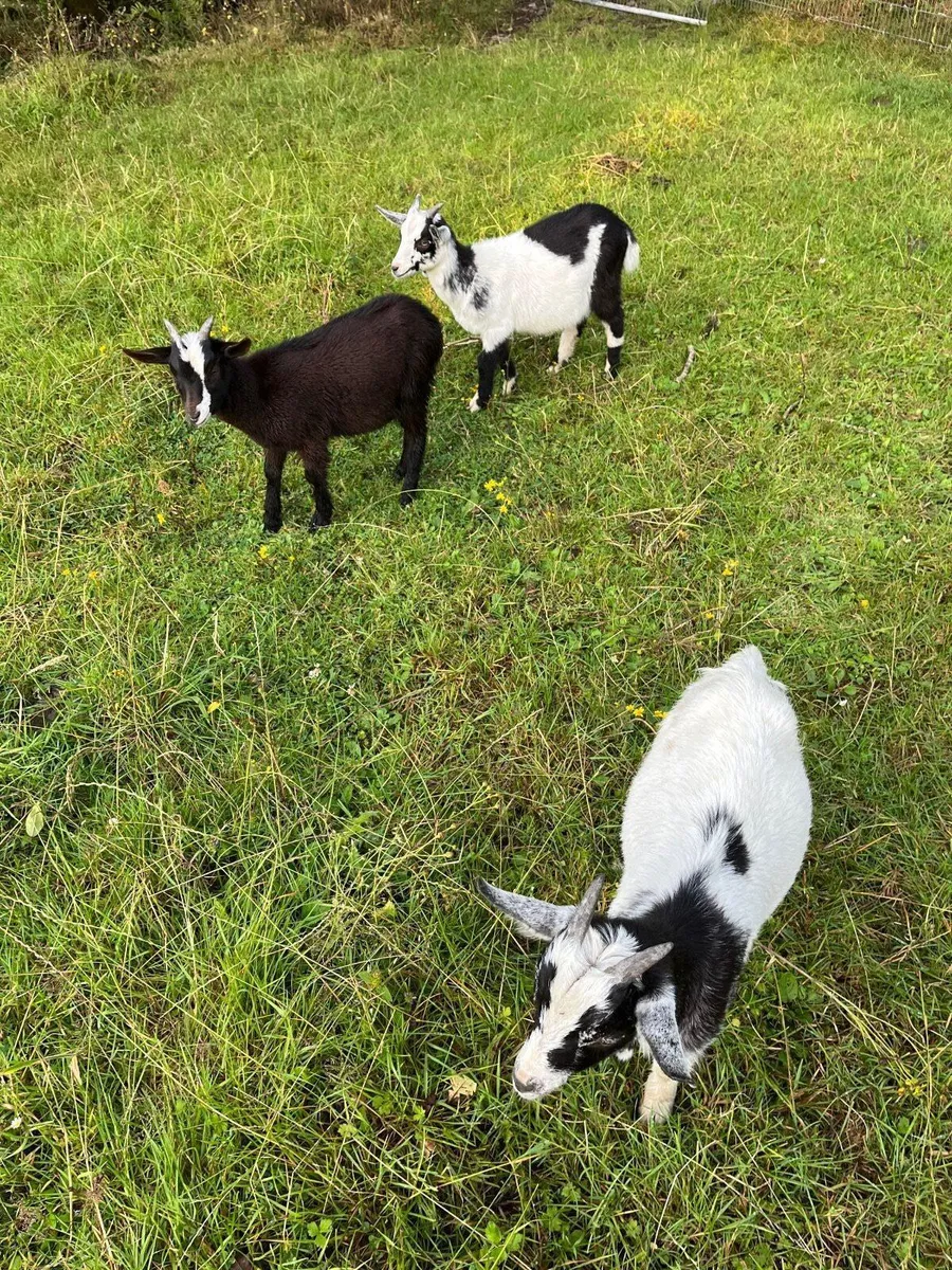 Goats - Image 1