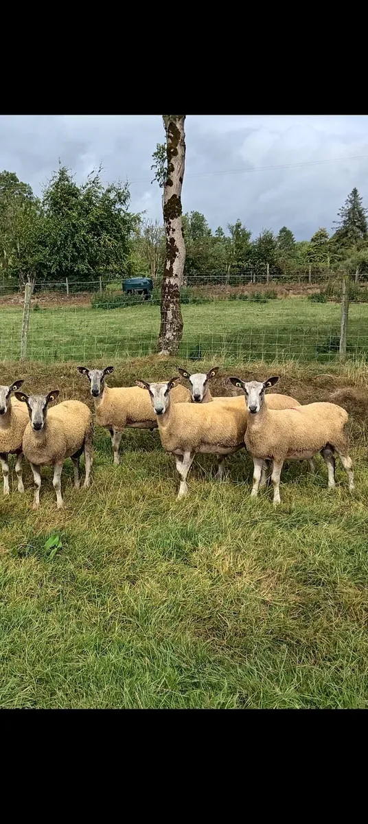 Traditional blueleicester rams - Image 1