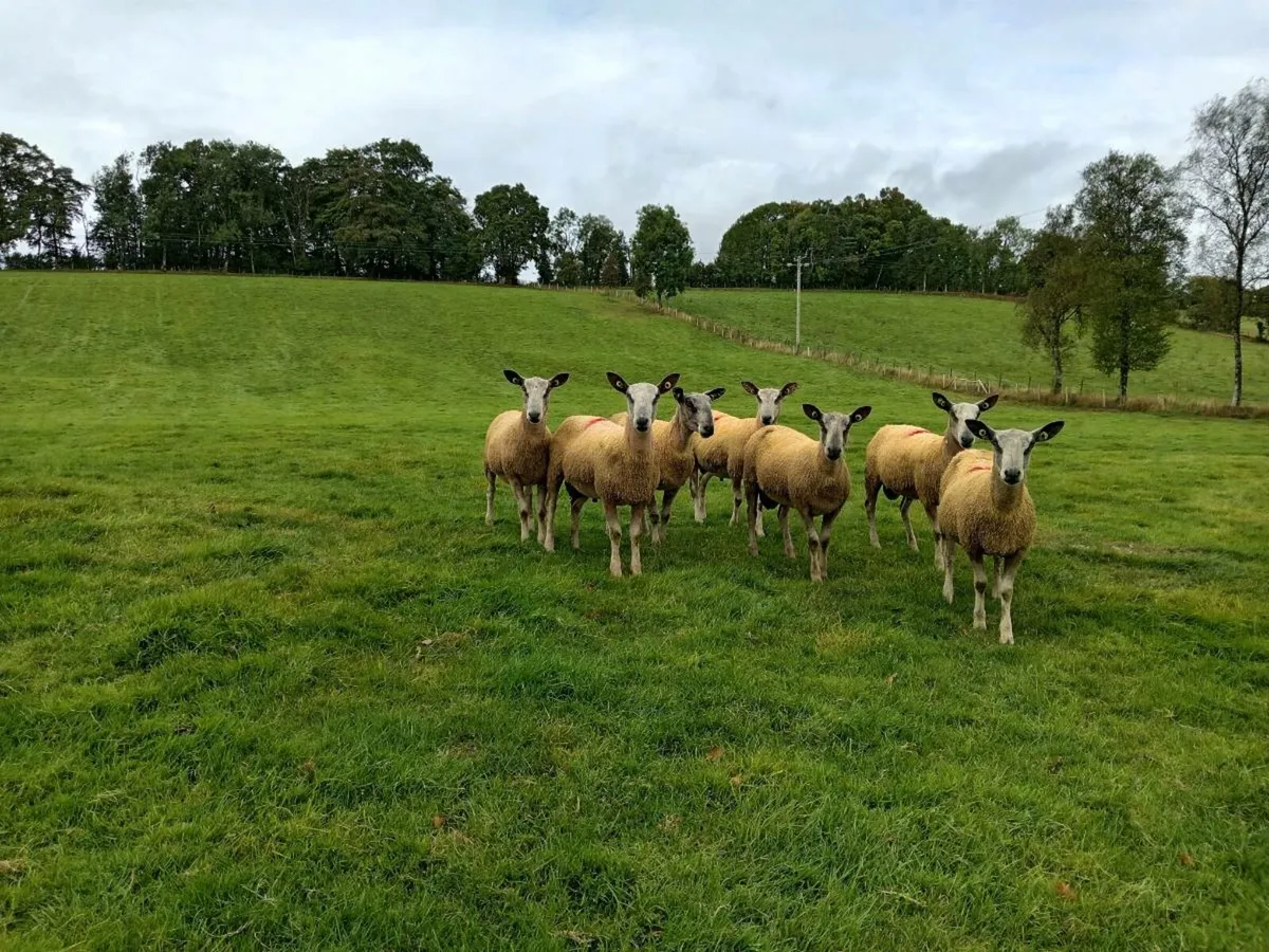 Traditional blueleicester rams - Image 2