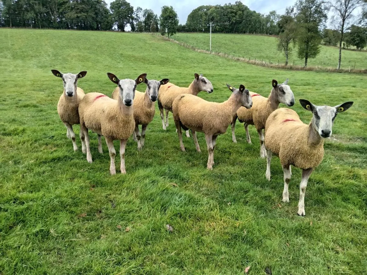 Traditional blueleicester rams - Image 4