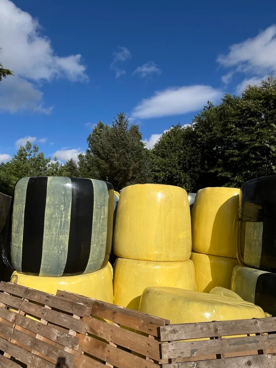 Silage (grass/barley/pea) - Image 2